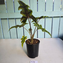 Load image into Gallery viewer, #B34 Alocasia Jacklyn
