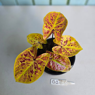 #G1 Caladium Elaine