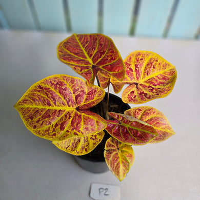 #P2 Caladium Elaine