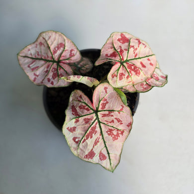 #B75 Caladium Strawberry Star