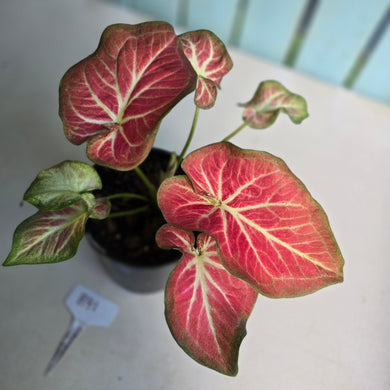 #B91 Caladium Rich of Thai