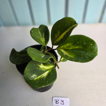 Load image into Gallery viewer, #B3 Variegated Hoya Obovata