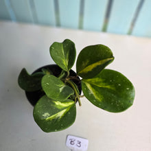 Load image into Gallery viewer, #B3 Variegated Hoya Obovata