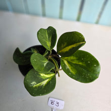 Load image into Gallery viewer, #B3 Variegated Hoya Obovata
