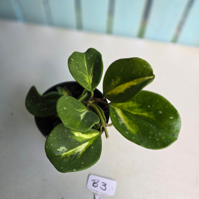 #B3 Variegated Hoya Obovata