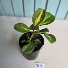 Load image into Gallery viewer, #B3 Variegated Hoya Obovata