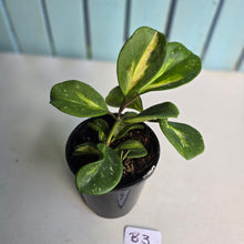 Load image into Gallery viewer, #B3 Variegated Hoya Obovata