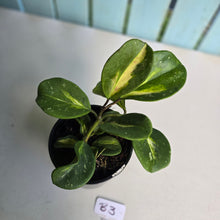Load image into Gallery viewer, #B3 Variegated Hoya Obovata