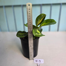 Load image into Gallery viewer, #B3 Variegated Hoya Obovata