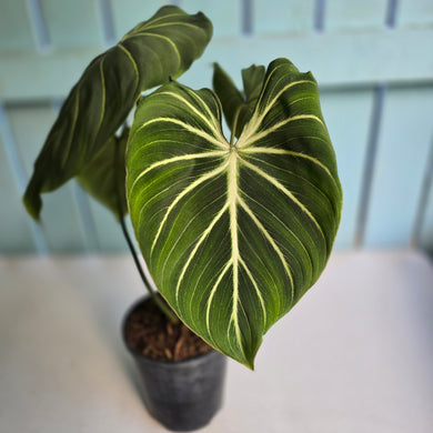 #H32 Philodendron Gloriosum