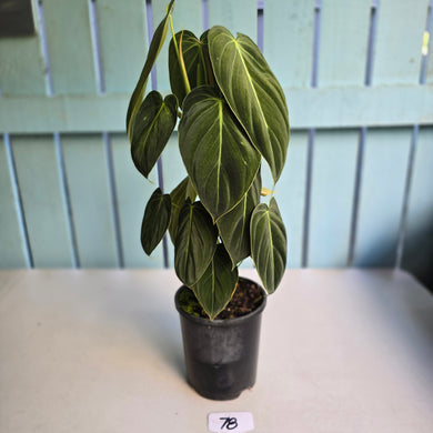 #78 Large Philodendron Melanochrysum