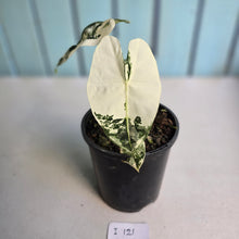 Load image into Gallery viewer, #i121 Alocasia Frydek
