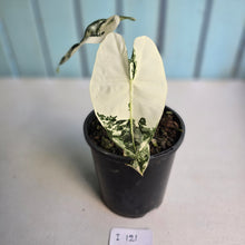 Load image into Gallery viewer, #i121 Alocasia Frydek