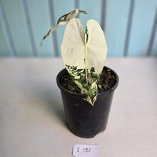 Load image into Gallery viewer, #i121 Alocasia Frydek