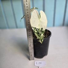 Load image into Gallery viewer, #i121 Alocasia Frydek
