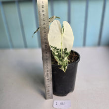 Load image into Gallery viewer, #i121 Alocasia Frydek