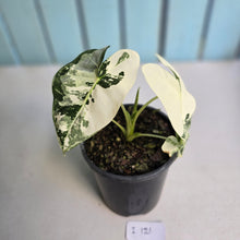 Load image into Gallery viewer, #i121 Alocasia Frydek