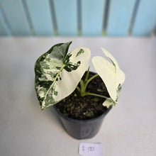 Load image into Gallery viewer, #i121 Alocasia Frydek