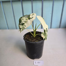 Load image into Gallery viewer, #i121 Alocasia Frydek