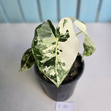 Load image into Gallery viewer, #i121 Alocasia Frydek