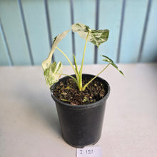 Load image into Gallery viewer, #i121 Alocasia Frydek