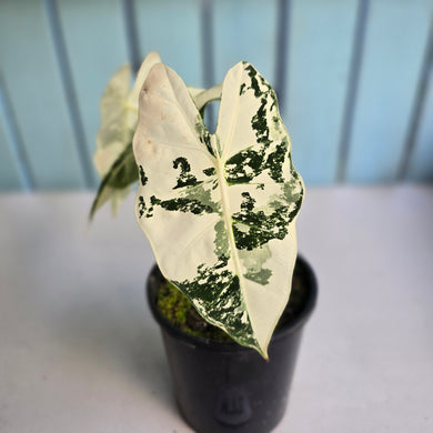 #H73 Alocasia Frydek