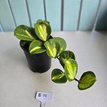 Load image into Gallery viewer, #B111 Variegated Hoya Obovata