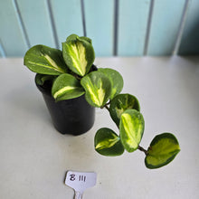 Load image into Gallery viewer, #B111 Variegated Hoya Obovata