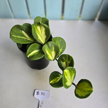 Load image into Gallery viewer, #B111 Variegated Hoya Obovata