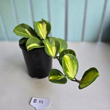Load image into Gallery viewer, #B111 Variegated Hoya Obovata