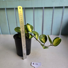 Load image into Gallery viewer, #B111 Variegated Hoya Obovata