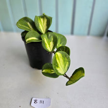 Load image into Gallery viewer, #B111 Variegated Hoya Obovata