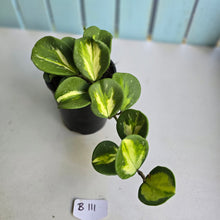 Load image into Gallery viewer, #B111 Variegated Hoya Obovata