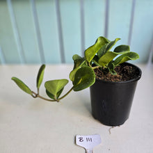 Load image into Gallery viewer, #B111 Variegated Hoya Obovata