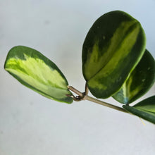 Load image into Gallery viewer, #B111 Variegated Hoya Obovata
