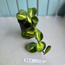 Load image into Gallery viewer, #S43 Variegated Hoya Obovata