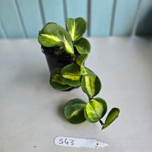 Load image into Gallery viewer, #S43 Variegated Hoya Obovata