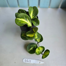Load image into Gallery viewer, #S43 Variegated Hoya Obovata