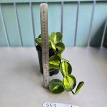Load image into Gallery viewer, #S43 Variegated Hoya Obovata