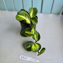 Load image into Gallery viewer, #S43 Variegated Hoya Obovata