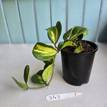 Load image into Gallery viewer, #S43 Variegated Hoya Obovata