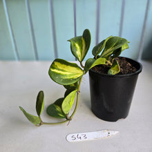 Load image into Gallery viewer, #S43 Variegated Hoya Obovata