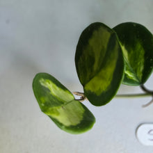 Load image into Gallery viewer, #S43 Variegated Hoya Obovata