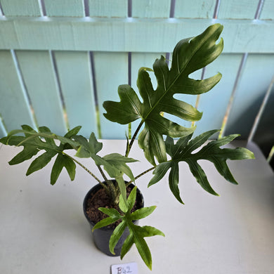 #B42 Alocasia Brancifolia