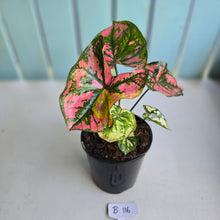 Load image into Gallery viewer, #B116 Caladium Purple Lights