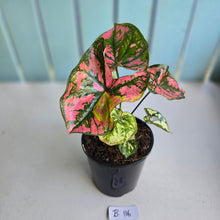 Load image into Gallery viewer, #B116 Caladium Purple Lights