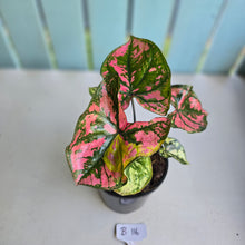 Load image into Gallery viewer, #B116 Caladium Purple Lights