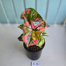 Load image into Gallery viewer, #B116 Caladium Purple Lights