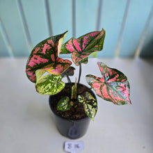 Load image into Gallery viewer, #B116 Caladium Purple Lights