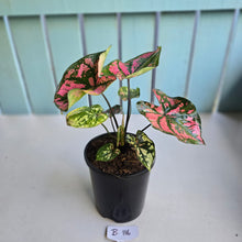 Load image into Gallery viewer, #B116 Caladium Purple Lights